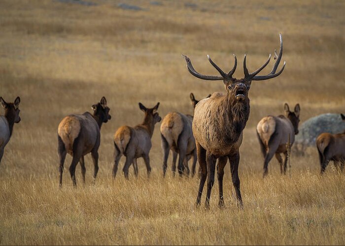 Elk Greeting Card featuring the photograph Elk Rut in Full Swing by Gary Kochel
