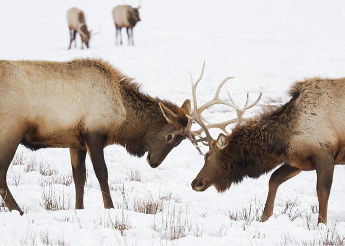 Rutting Greeting Card featuring the photograph Elk Sparring by Kencanning