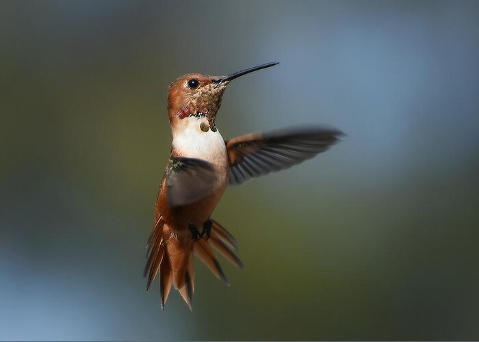 Allen's Hummingbird Greeting Card featuring the photograph Embrace by Fraida Gutovich