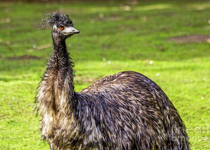 Emu Greeting Card featuring the photograph Emu Do by Kate Brown