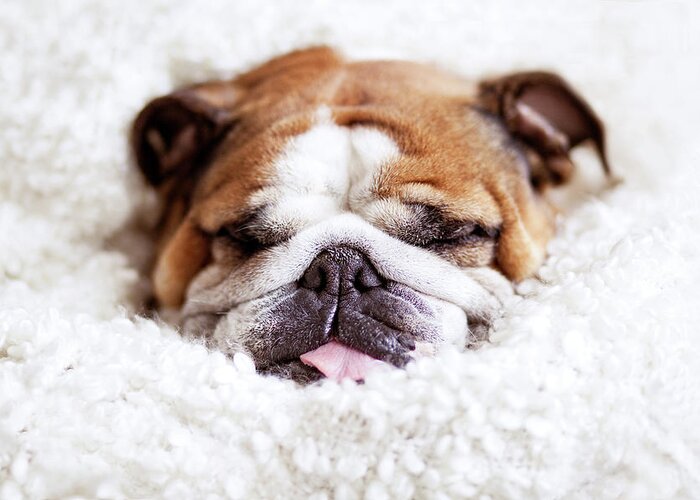 Pets Greeting Card featuring the photograph English Bulldog Sleeping In Fluffy by Hanneke Vollbehr