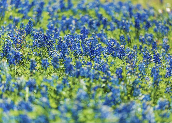 Texas Greeting Card featuring the photograph Ennis Bluebonnets by Peter Hull