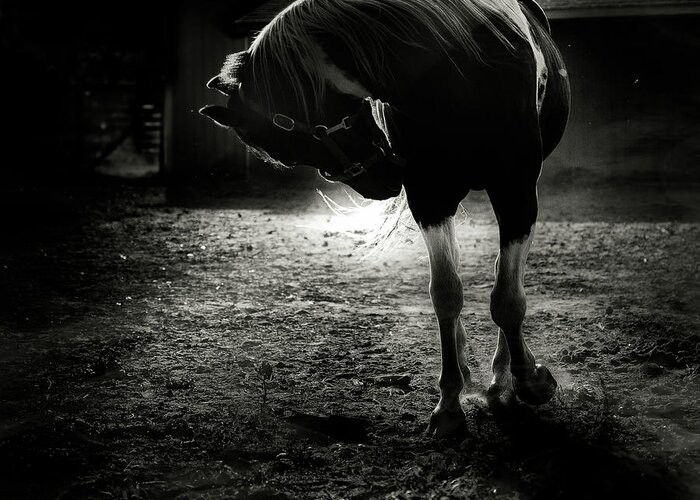 Horse Greeting Card featuring the photograph Equestrian Illumination by Brooke Pennington