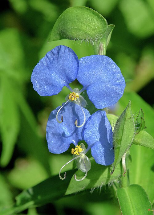 Spiderwort Family Greeting Card featuring the photograph Erect Dayflower DFL1006 by Gerry Gantt