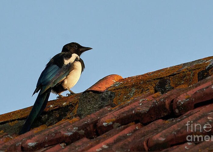 Colorful Greeting Card featuring the photograph Eurasian Magpie Pica Pica on Tiled Roof by Pablo Avanzini