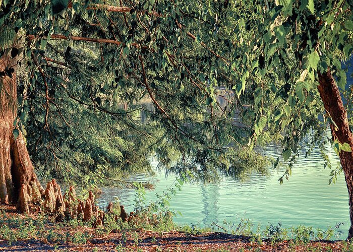 Lake Greeting Card featuring the photograph Evening at Lake Ella in Tallahassee Florida by Rebecca Carr
