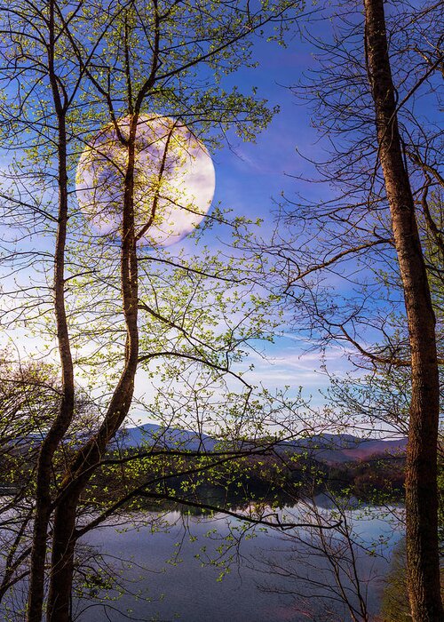 Carolina Greeting Card featuring the photograph Evening by Debra and Dave Vanderlaan