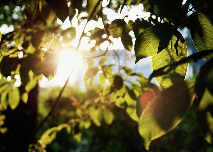 Sweden Greeting Card featuring the photograph Evening Sun Shining Through Leaves by Johner Images