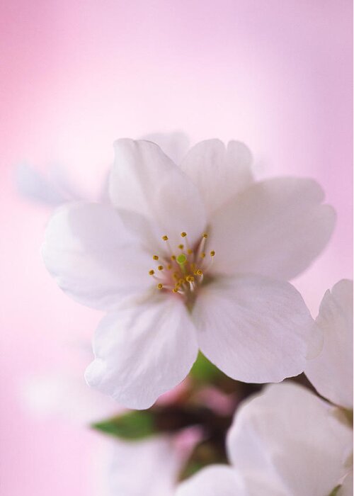 Celebration Greeting Card featuring the photograph Extreme Close Up Of Cherry Blossoms by Ooyoo