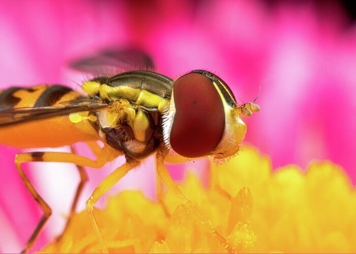 Macro Hoverfly Hover Fly Fly Flies Insect Extreme Macro Close-up Closeup Close Up Magnify Magnification Outside Outdoors Nature Flower Brian Hale Brianhalephoto Greeting Card featuring the photograph Extreme Hoverfly by Brian Hale