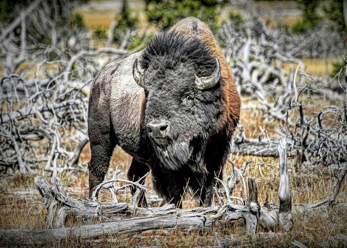 Buffalo Greeting Card featuring the photograph Eye of the Buffalo by Donna Kennedy