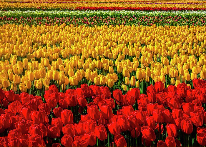 Tulip Greeting Card featuring the photograph Fabulous Tulip Fields by Garry Gay