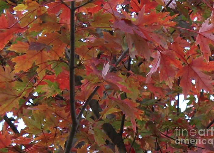 Red Leaves Greeting Card featuring the photograph Fall Collage by Leslie Gatson-Mudd