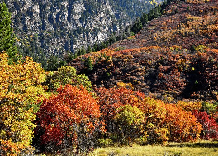 Colorado Greeting Card featuring the photograph Fall Colored Oaks in Avalanche Creek Canyon by Ray Mathis
