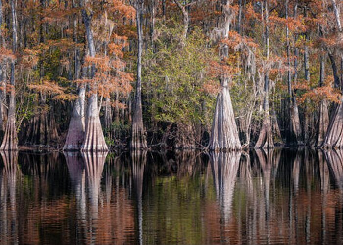 Abstract Greeting Card featuring the photograph Fall in Cypress Lake - Panorama by Alex Mironyuk
