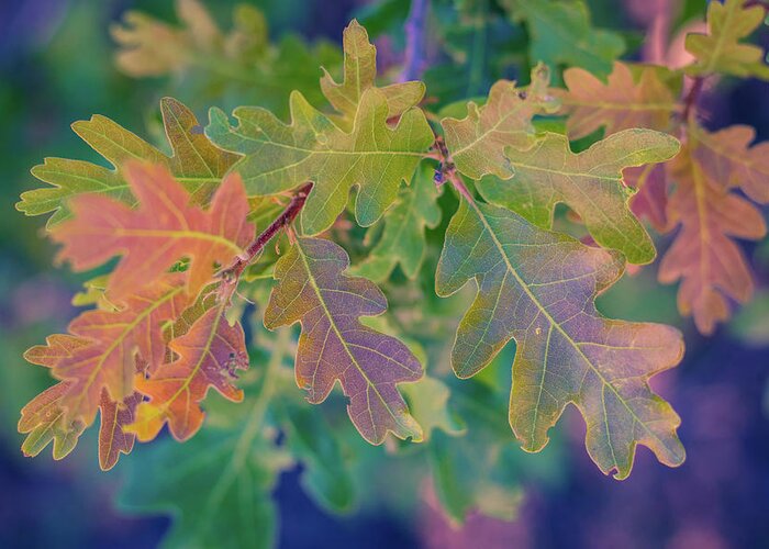 Leaves Greeting Card featuring the photograph Fall in the Summer by Melisa Elliott