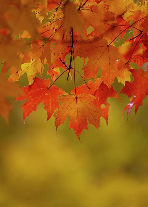 New England Greeting Card featuring the photograph Fall Leaves by Rob Davies