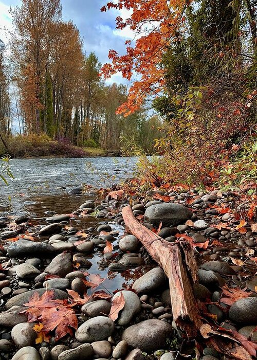 Fall Greeting Card featuring the photograph Fall On The Molalla by Brian Eberly