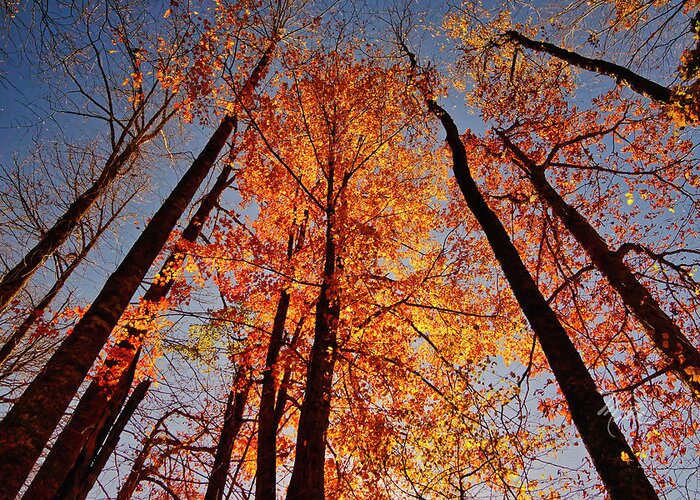 Leaves Greeting Card featuring the photograph Fall Trees Sky by Meta Gatschenberger