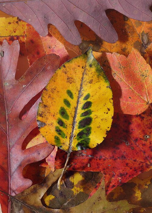 Leaves Greeting Card featuring the photograph Fallen Leaves by Daniel Reed
