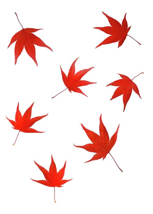 White Background Greeting Card featuring the photograph Falling Maple Leaves In Autumn Colour by Rosemary Calvert