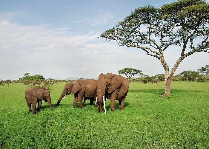 Grass Greeting Card featuring the photograph Family Of Elephants On A Sunny Day In by Volanthevist