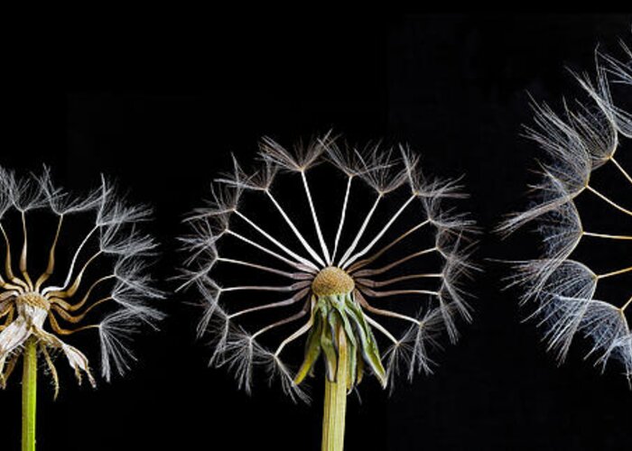 Dandelion Greeting Card featuring the photograph Family Portrait by Art Lionse