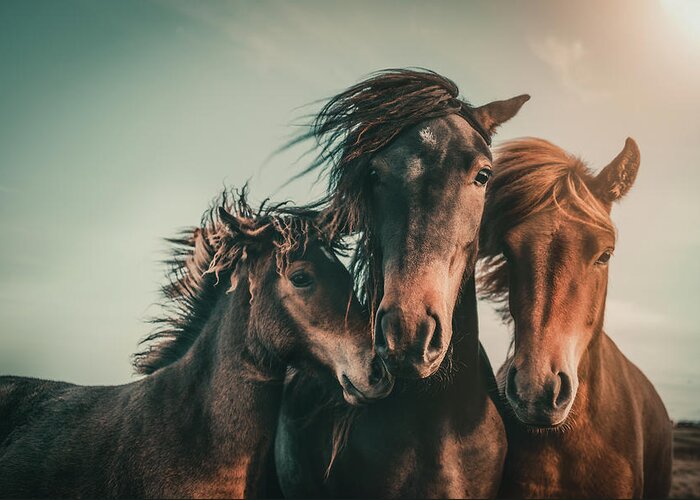 Horse Greeting Card featuring the photograph Family Portrait by Marcus Hennen