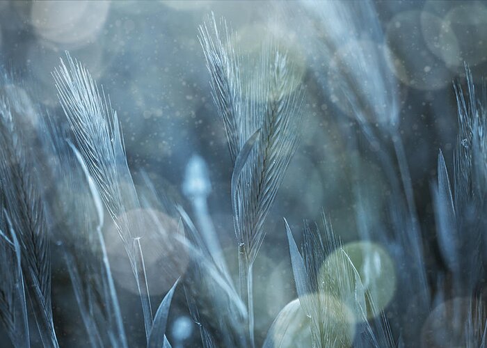 Grass Greeting Card featuring the photograph Fantastic Nature by çiçek K?ral