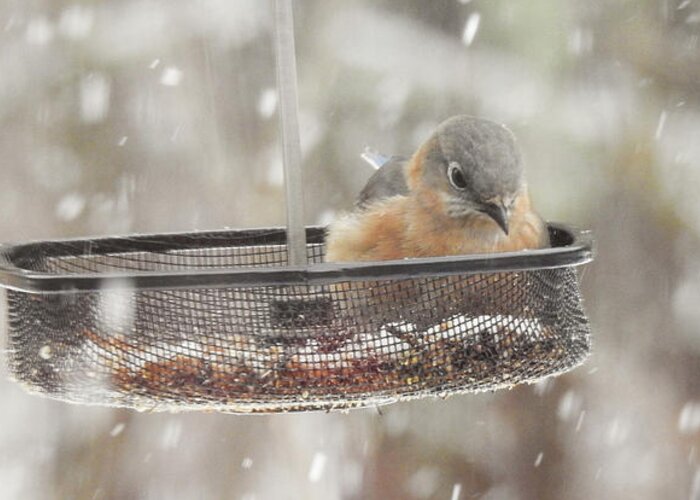 Eastern Bluebird Greeting Card featuring the photograph Female Bluebird in Winter by Eunice Miller