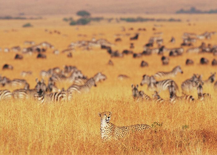 Grass Greeting Card featuring the photograph Female Cheetah Acinonyx Jubatus Walking by Paul Souders