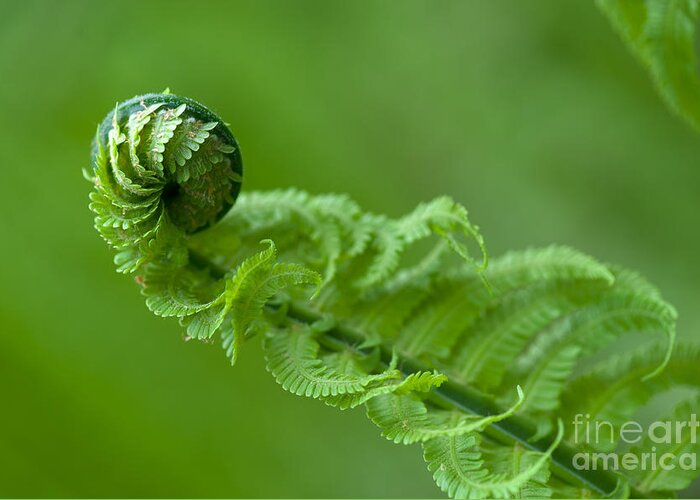 Stems Greeting Card featuring the photograph Fern In The Spring Forest by Andrew Buckin