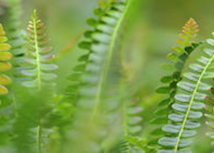 Photography Greeting Card featuring the photograph Fern Scape by Cora Niele