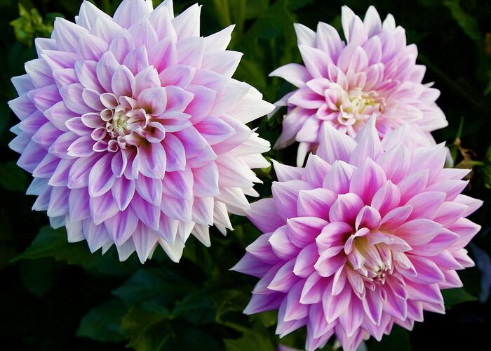 Dahlia Greeting Card featuring the photograph Ferncliff Inspiration Trio by Todd Kreuter