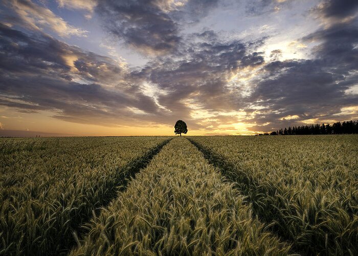 Lonely Tree Greeting Card featuring the photograph Field Of Dreams by Christian Lindsten