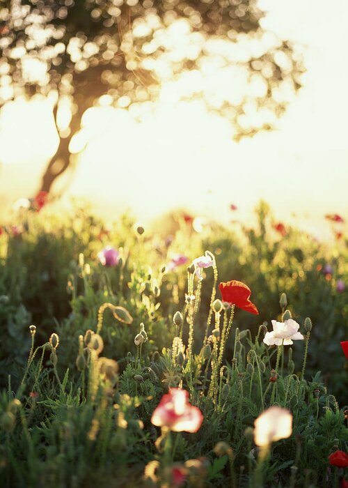 Tranquility Greeting Card featuring the photograph Field Of Poppies by Victoria Pearson