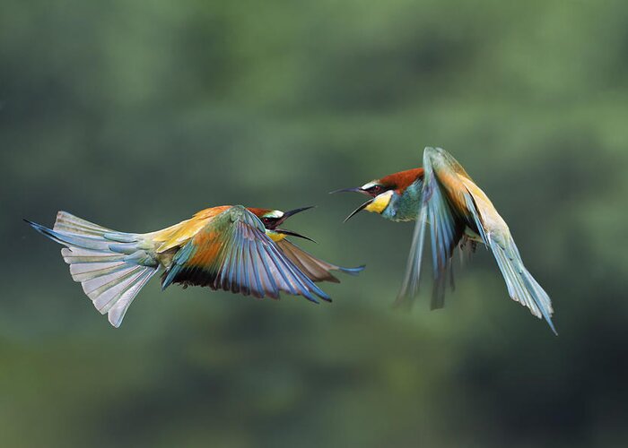 Bee-eater Greeting Card featuring the photograph Fight Between Rainbows 5 by Marco Redaelli