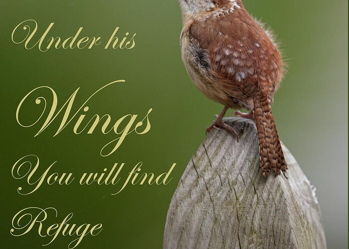 Carolina Wren Greeting Card featuring the photograph Find Refuge Under His Wings by Dale Powell