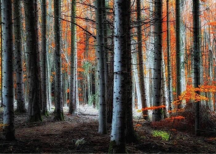 Forest Greeting Card featuring the photograph Fire!! by Francesco Martini