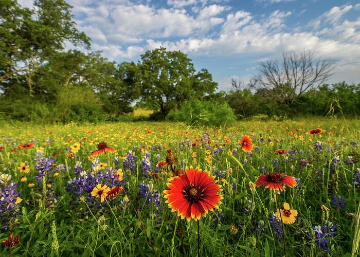 Texas Wildflowers Greeting Card featuring the photograph Fire Wheel by Johnny Boyd