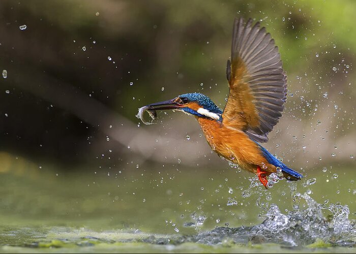 Kingfisher Greeting Card featuring the photograph Fishing by Marco Redaelli