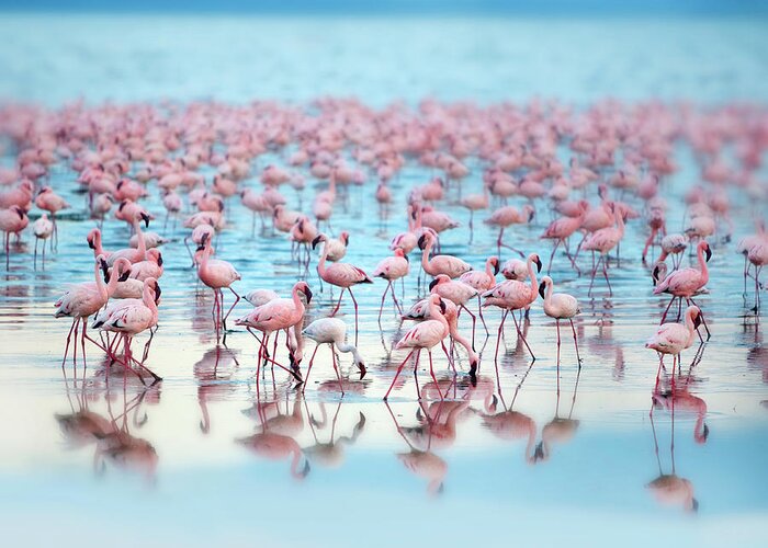 Kenya Greeting Card featuring the photograph Flamingoes by Grant Faint