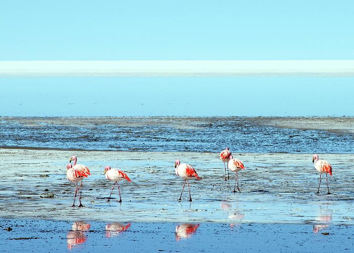 Bolivia Greeting Card featuring the photograph Flamingos On Salt Flats by George Kalaouzis