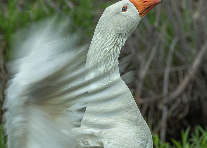 Goose Greeting Card featuring the photograph Flapping In Motion by Phil S Addis