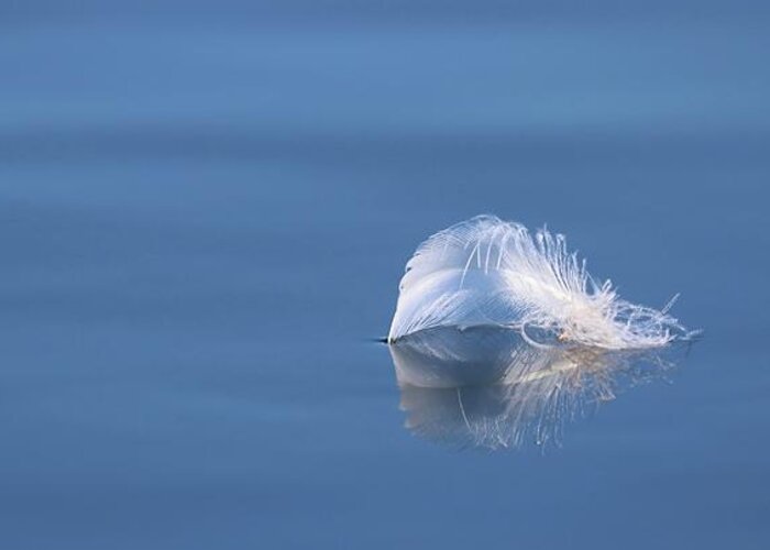 Minimalism Greeting Card featuring the photograph Floating White Delicate Feather by Sandra Huston