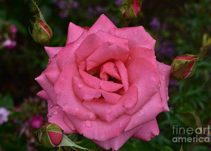 Rose Greeting Card featuring the photograph Floribunda Rose - Double Pink by Yvonne Johnstone
