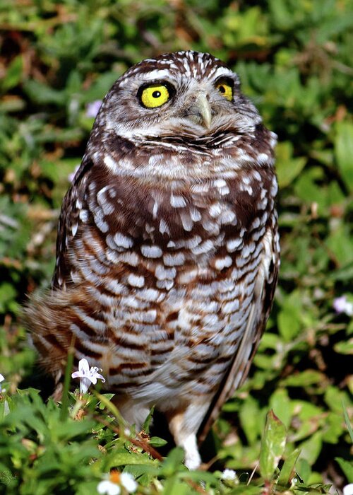 Owl Greeting Card featuring the photograph Florida Burrowing Owl by Suzanne Stout