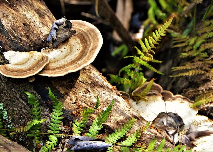 Mushrooms Greeting Card featuring the photograph Florida forest by Chuck Brown