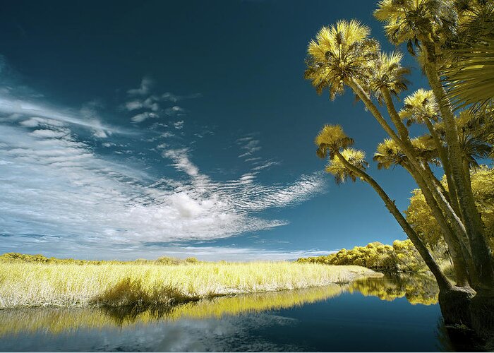 Jon Glaser Greeting Card featuring the photograph Florida State Park by Jon Glaser