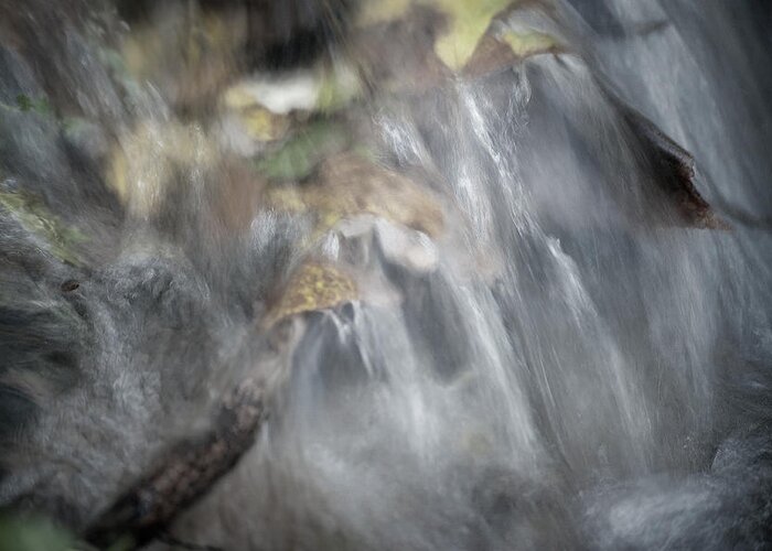 Water Stream Leaves Flow Greeting Card featuring the photograph Flow by Jerry Daniel